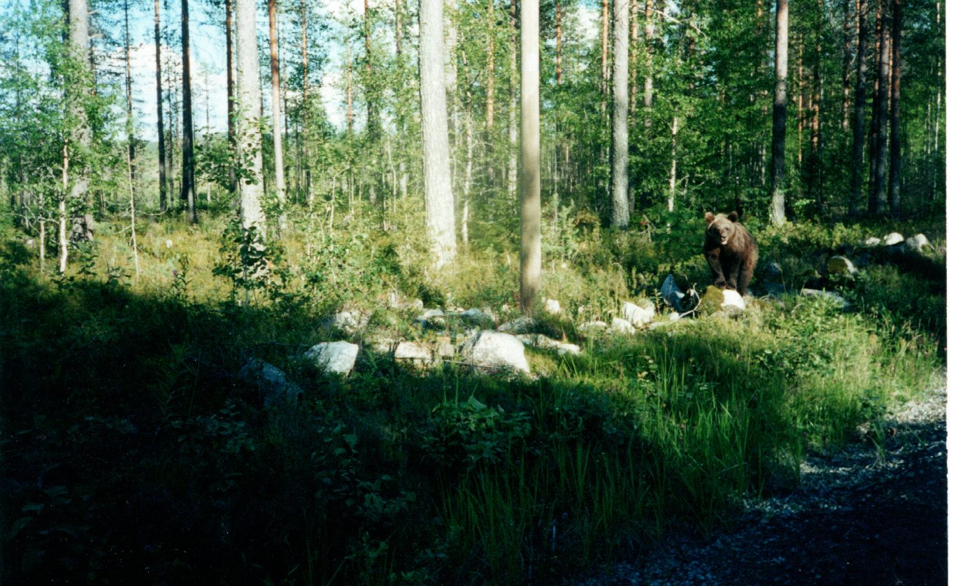 Brown bear on a rock in the summer forest near the hide