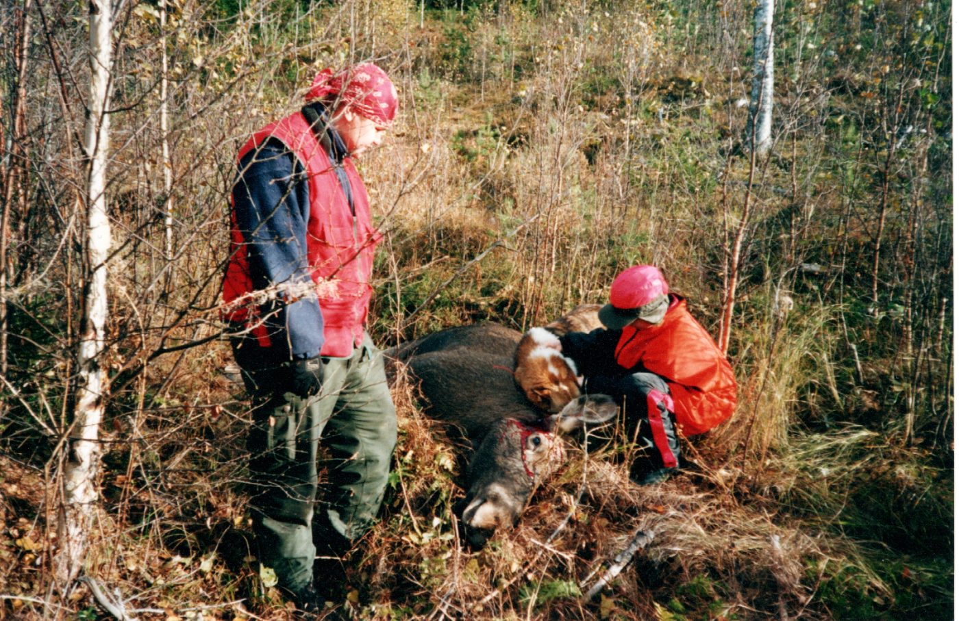 Moose hunt in the autumn forest with a hunting dog, Lieksa