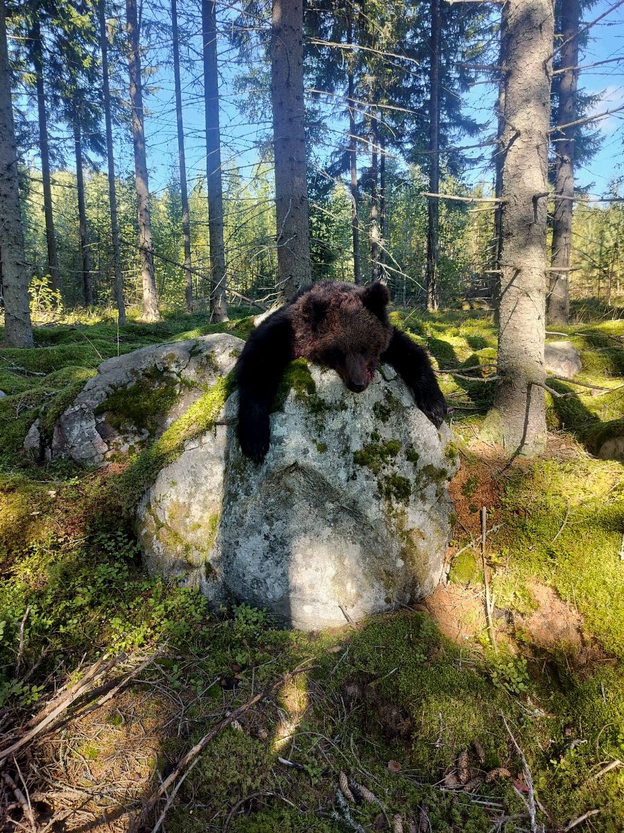 Brown bear taken on a bear hunt in the pine forest