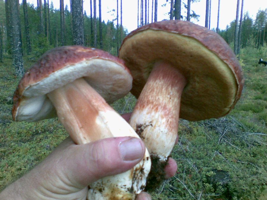 Two freshly picked boletus mushrooms held up in a pine forest