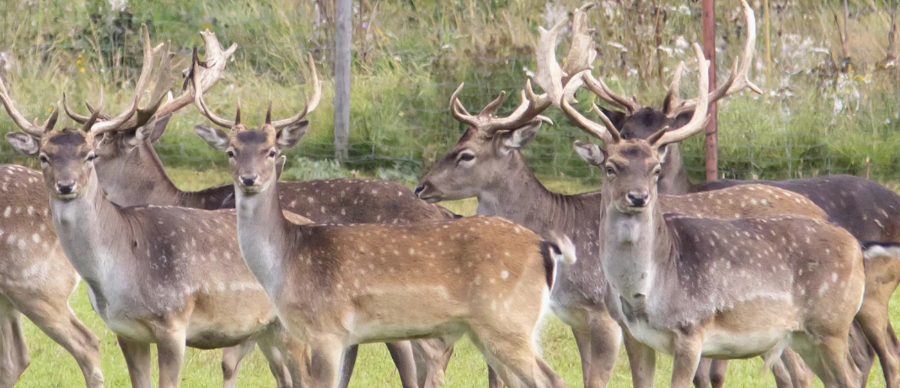 Herd of fallow deer in a fenced game park