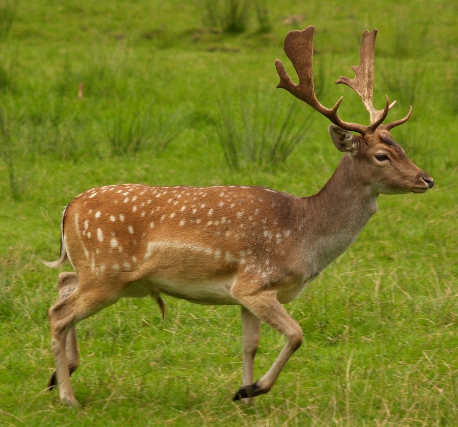 Fallow deer buck walking across a meadow